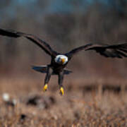 Bald Eagle Landing Poster