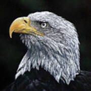 Bald Eagle Poster