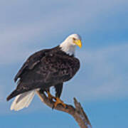 Bald Eagle Majesty Poster