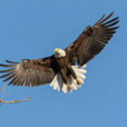 Bald Eagle On Final Approach Poster