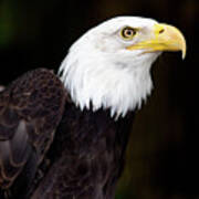 Bald Eagle - Pnw Poster