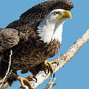 Bald Eagle Ready To Launch Poster