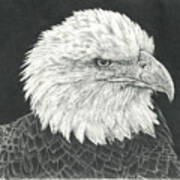 Bald Eagle Poster
