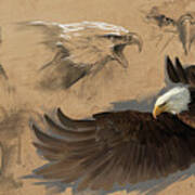 Bald Eagle Study Sheet Poster