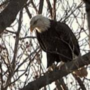 Bald Eagle Watching Poster