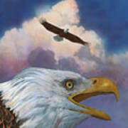 Bald Eagles Poster