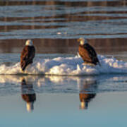 Bald Eagles On Ice -5176 Poster