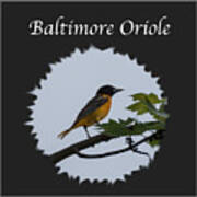 Baltimore Oriole Poster