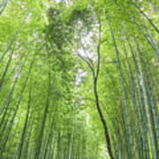 Bamboo Forest In Kyoto, Japan Poster