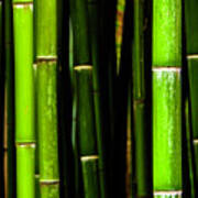 Bamboo Sticks Poster
