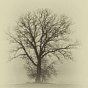 Bare Tree In Fog- Nik Filter Poster