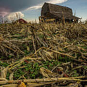 Barn Corn Poster