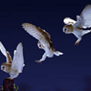 Barn Owl Alighting Triple Image Poster