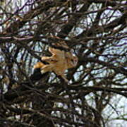 Barn Owl In A Tree Poster