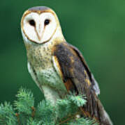 Barn Owl Tyto Alba Portrait, Hudson Poster