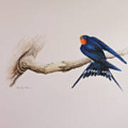 Barn Swallow Poster