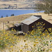 Barn With Sunflowers Poster