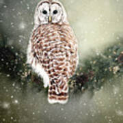 Barred Owl In The Snow Poster
