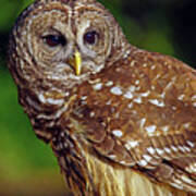 Barred Owl Poster