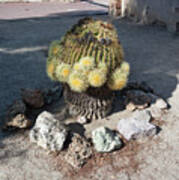 Barrel Cactus In Bloom Poster