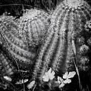 Barrel Cactus Poster
