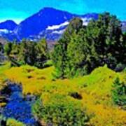 Whitebark Pines Creekside Sierra Nevada 11000 Feet Poster