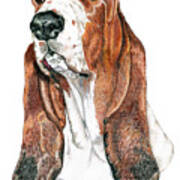 Basset Hound Poster