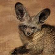 Bat-eared Fox Poster