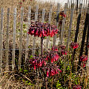 Beach Fence And Red Flowers Poster