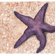 Beach Starfish Poster