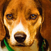 Beagle Hound Dog In Oil Poster