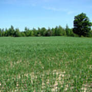 Bean Field Poster