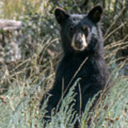 Bear Cub At Waterton Canyon Poster