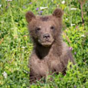 Bear Cub Cuteness Poster