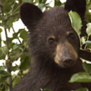 Bear Cub In Apple Tree7 Poster
