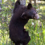 Bear Cub On Tree Poster