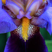 Bearded Iris Poster