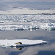 Bearded Seal Erignathus Barbatus On Ice Poster