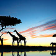 Beautiful  Animals In Safari Poster