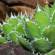 Beautiful Cactus Poster