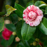 Beautiful Camellia Marischino Flower. Poster