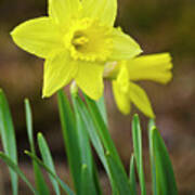 Beautiful Daffodil Flower Poster