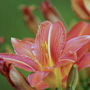 Beautiful Day Lilies Poster