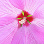 Beautiful Delicate Pink Hibiscus Flower Poster