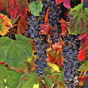 Beautiful Harvest Vineyard Poster