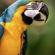 Beautiful Macaw Poster