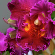 Beautiful Orchid Poster