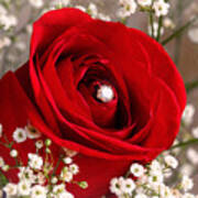 Beautiful Red Rose With Diamond Poster