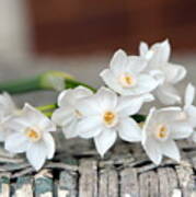 Beautiful Spring Paperwhites Poster