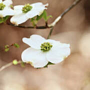 Beautiful White Flowering Dogwood Blossoms Poster